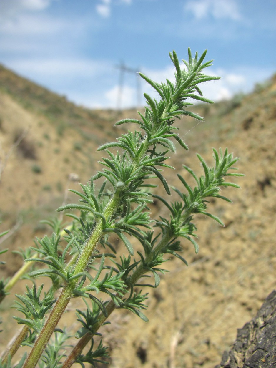 Image of familia Chenopodiaceae specimen.