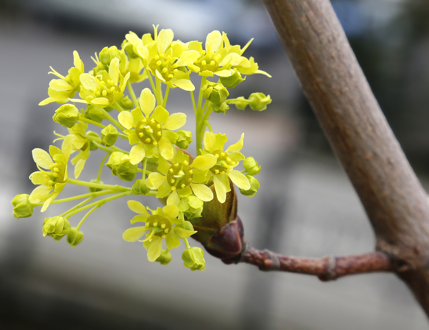 Image of Acer platanoides specimen.