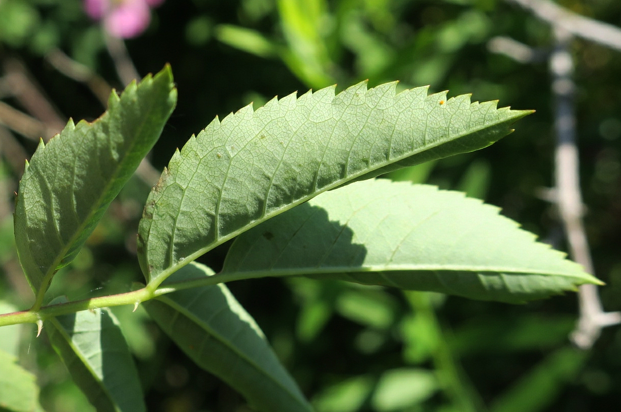 Image of Rosa subafzeliana specimen.