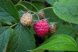 Rubus idaeus