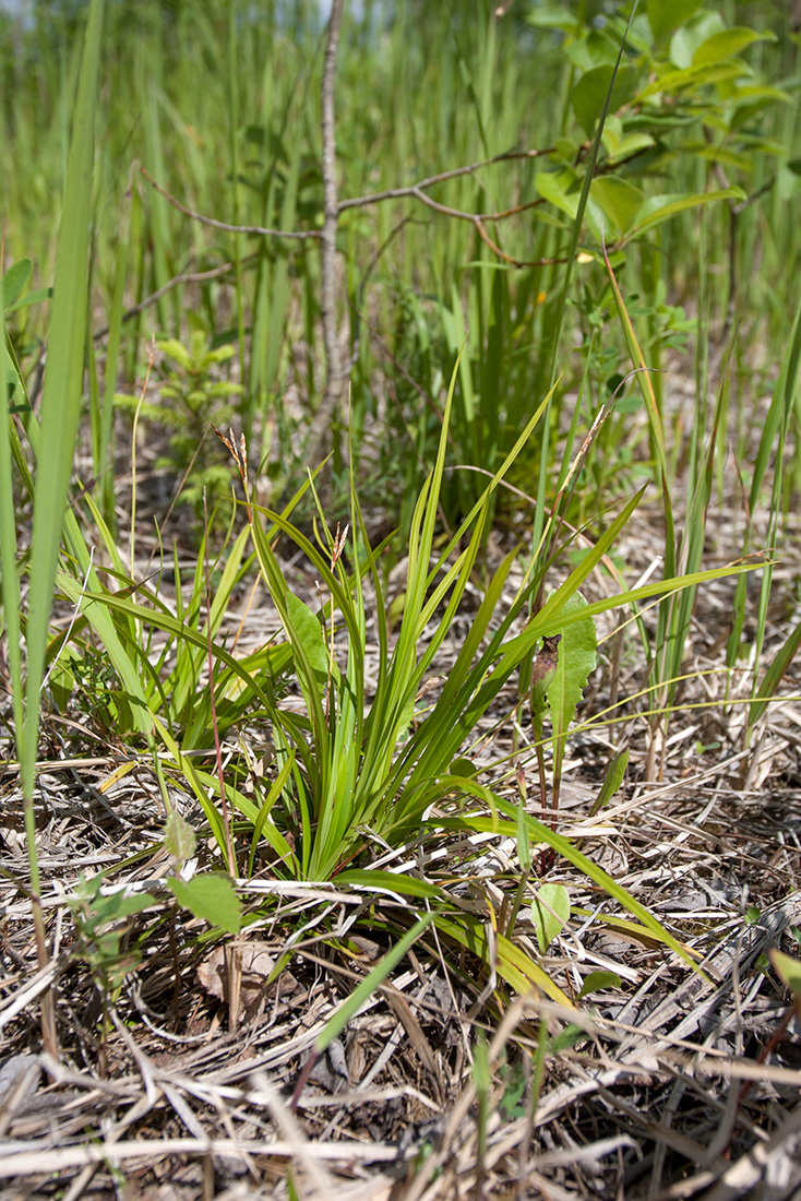 Изображение особи Carex ornithopoda.