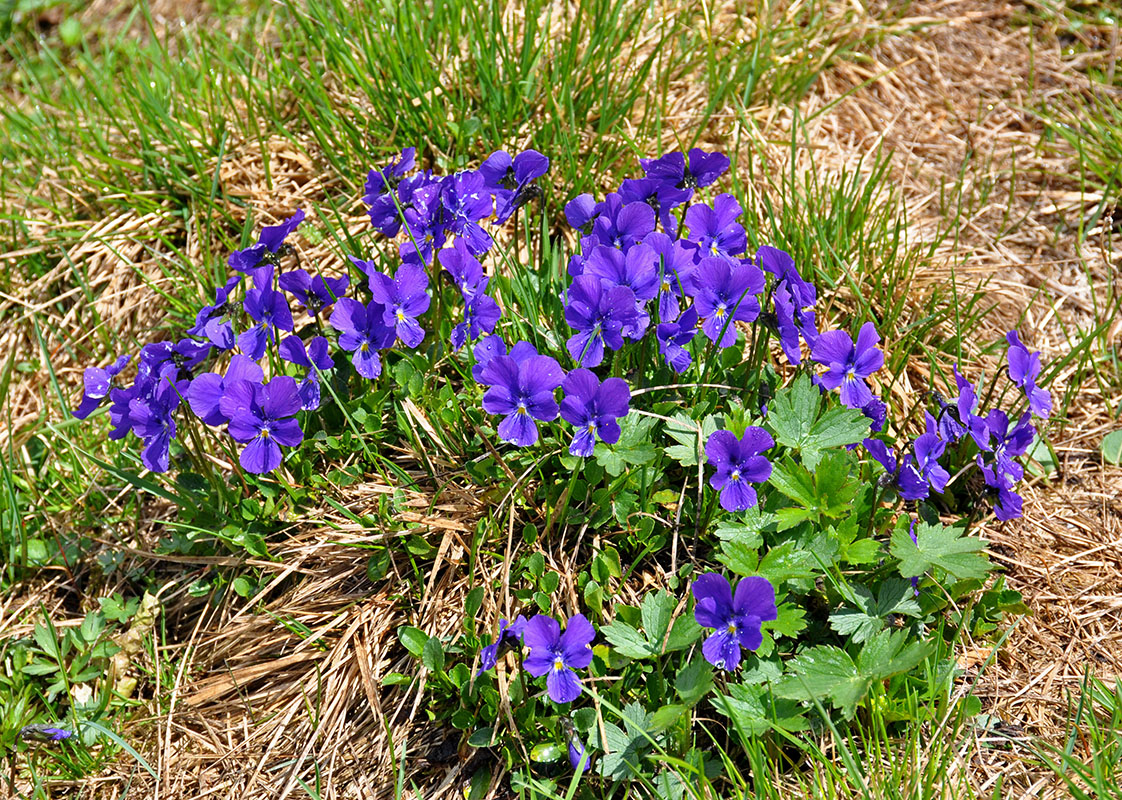 Image of Viola altaica specimen.