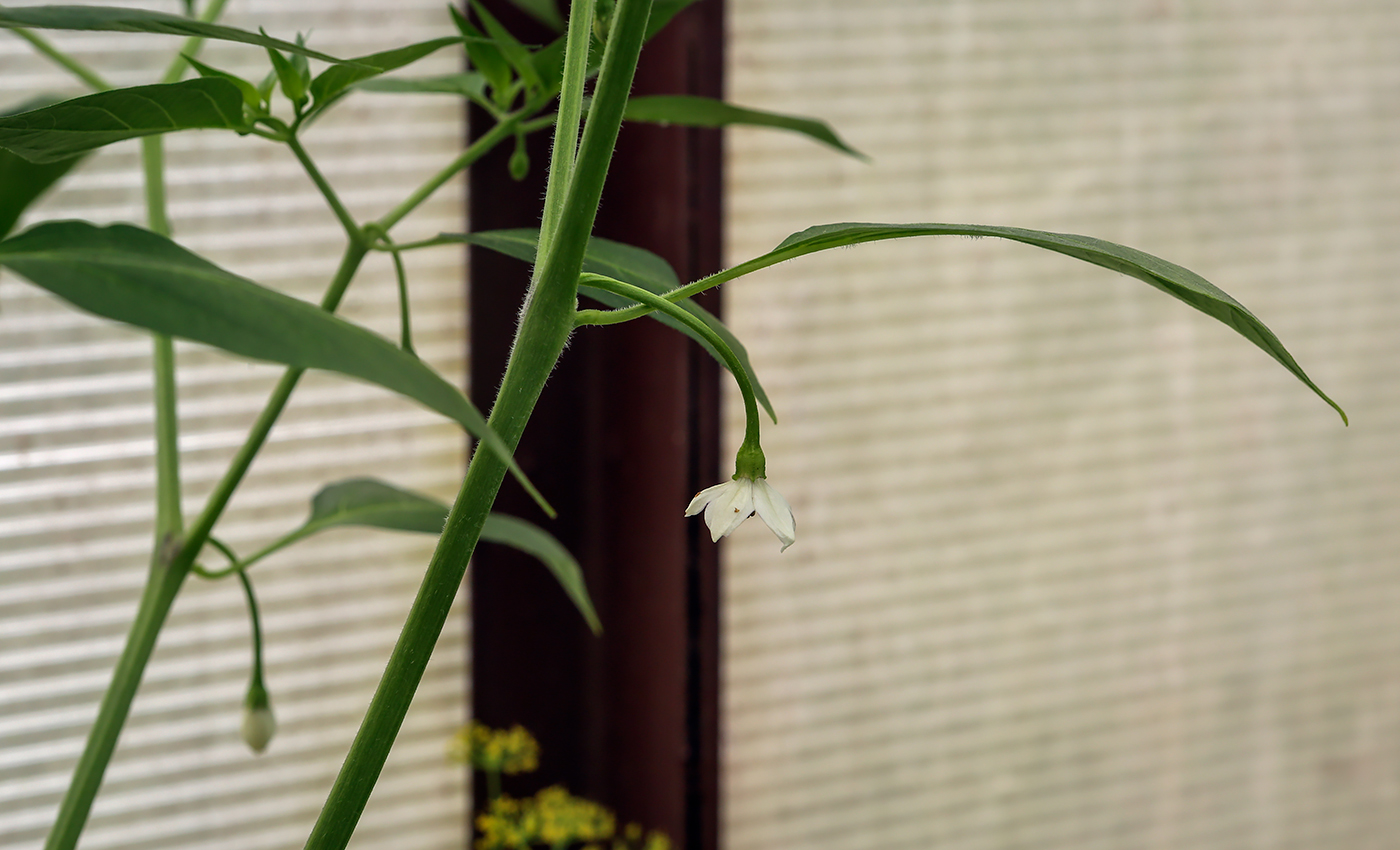 Изображение особи Capsicum annuum.