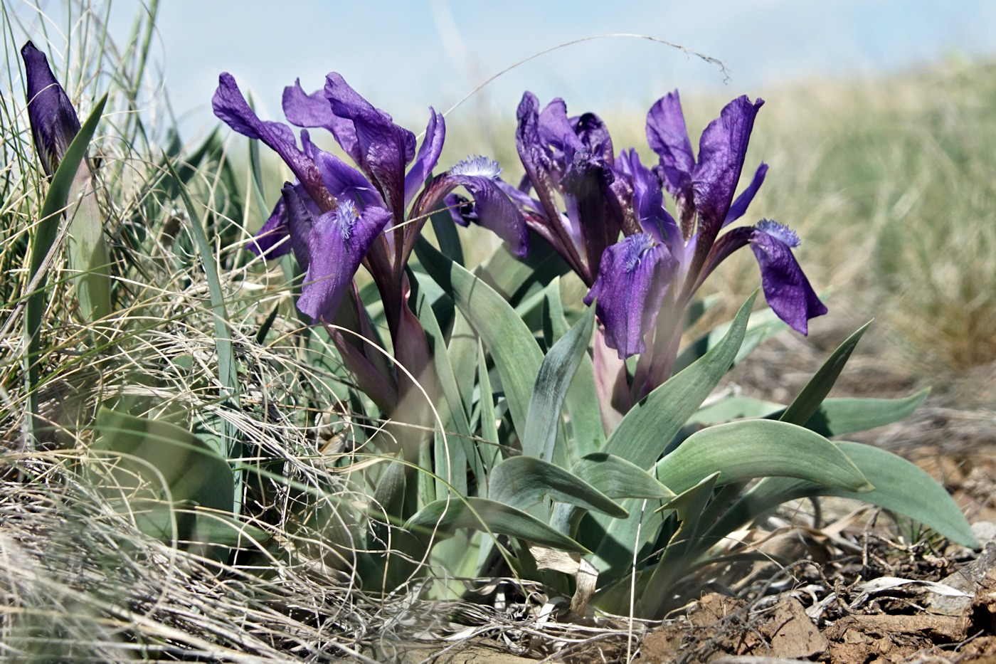 Изображение особи Iris glaucescens.