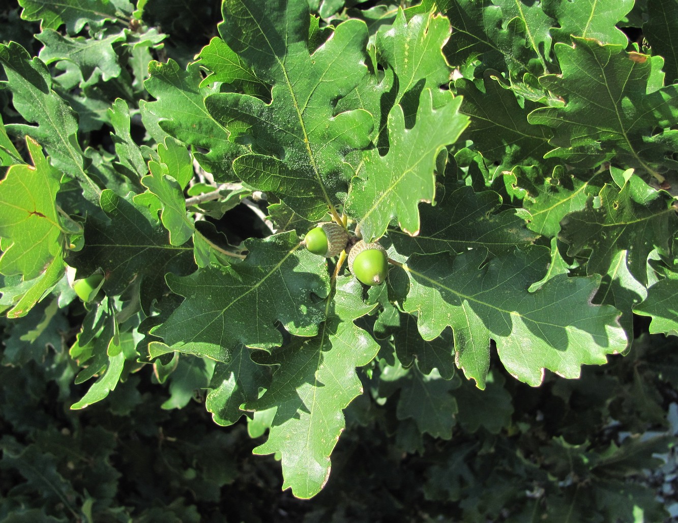 Изображение особи Quercus pubescens.