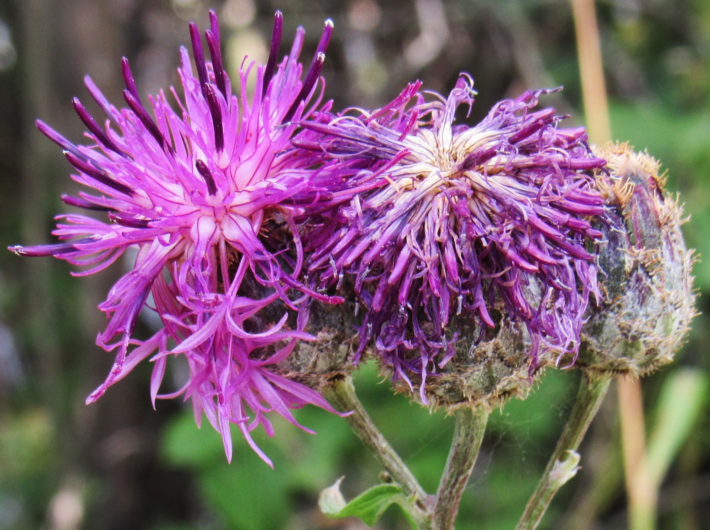 Image of Centaurea scabiosa specimen.