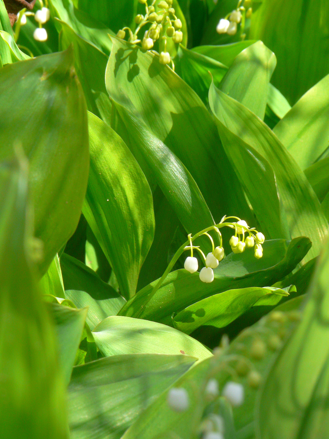 Image of Convallaria majalis specimen.