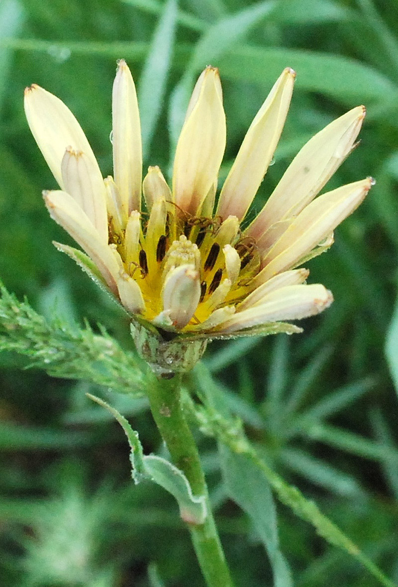 Изображение особи Tragopogon malikus.