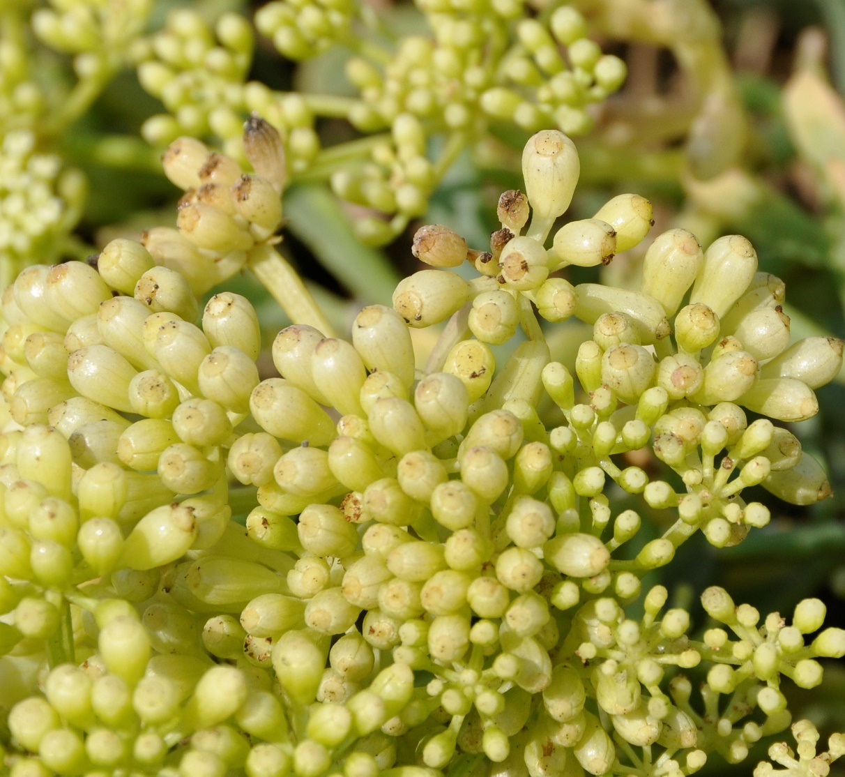 Image of Crithmum maritimum specimen.