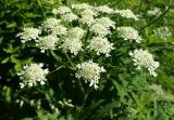 Heracleum freynianum