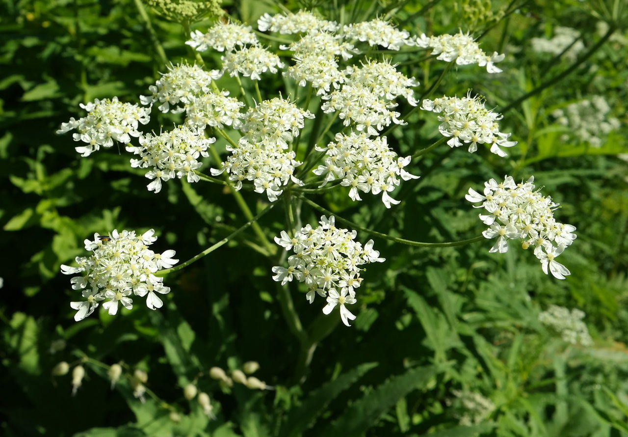 Изображение особи Heracleum freynianum.