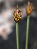 Carex arctogena