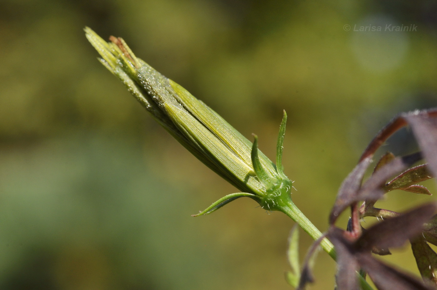 Image of Bidens parviflora specimen.