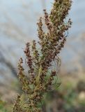 Artemisia abrotanum. Средняя часть верхушки плодоносящего побега. Татарстан, Агрызский р-н, с. Красный Бор, лодочная станция, берег р. Кама. 13.10.2019.