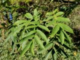 Pterocarya stenoptera. Ветвь с листьями. Китай, Харбин, Хэйлунцзянский лесной ботанический сад, в культуре. 06.10.2019.