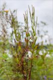 Epilobium pseudorubescens. Верхушка цветущего и плодоносящего растения. Беларусь, Витебская обл., дер. Сурмино, песчаный берег озера. 30.07.2019.