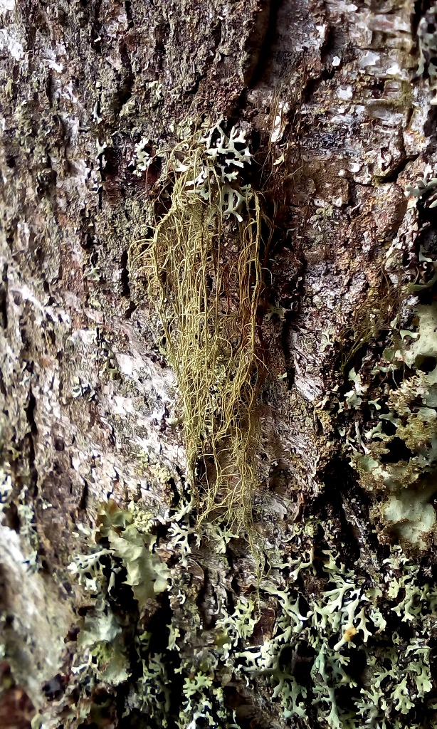 Image of genus Usnea specimen.