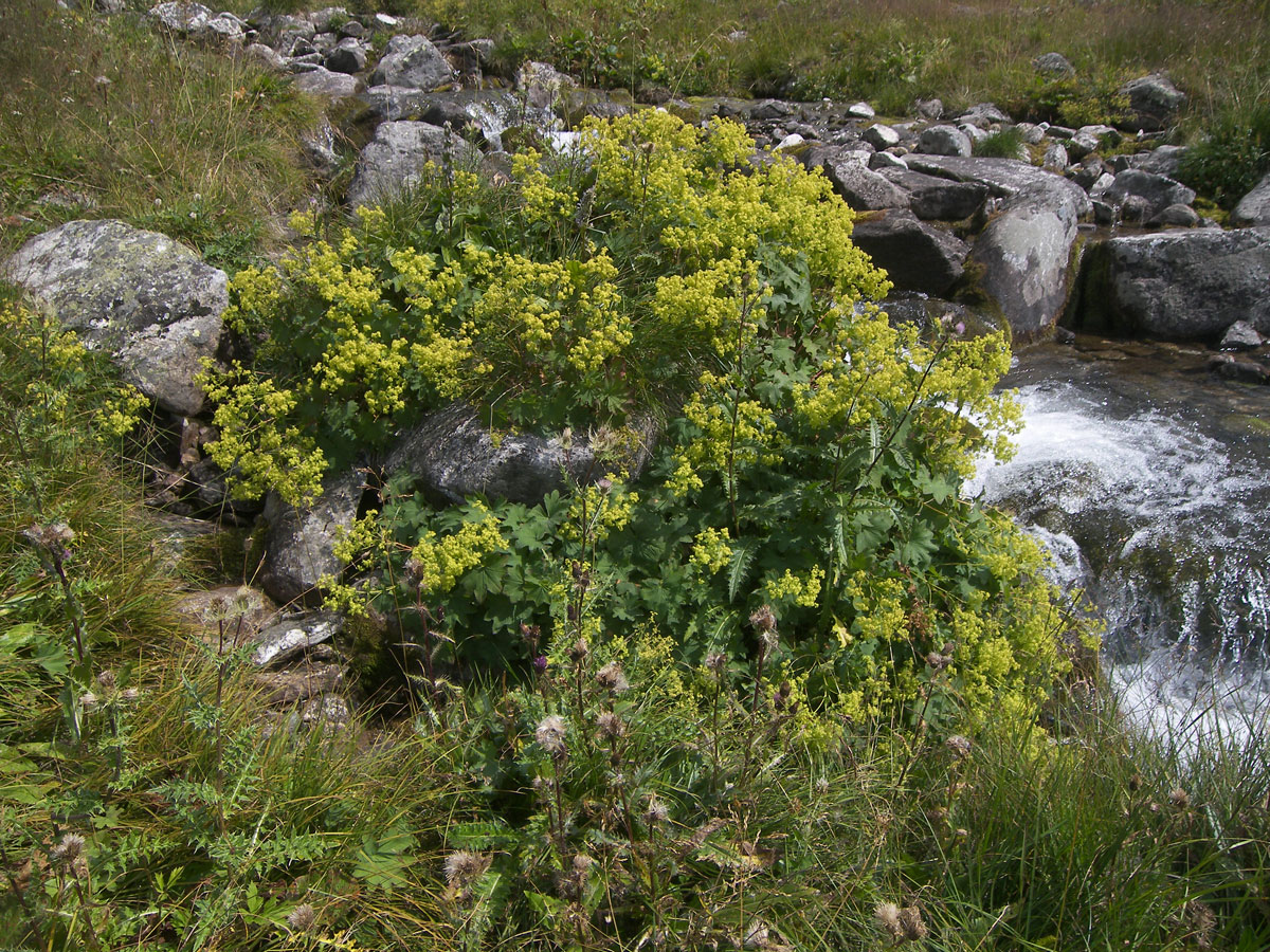 Изображение особи Alchemilla urceolata.