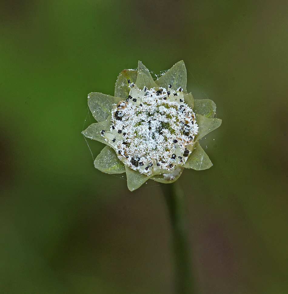 Image of Eriocaulon decemflorum specimen.