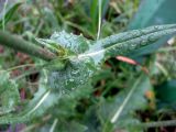 Cichorium intybus