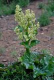 Rheum rhabarbarum. Верхушка побега с соцветием. Алтай, Кош-Агачский р-н, долина р. Чаган-Узун, ≈ 1700 м н.у.м., горная полупустыня. 13.06.2019.