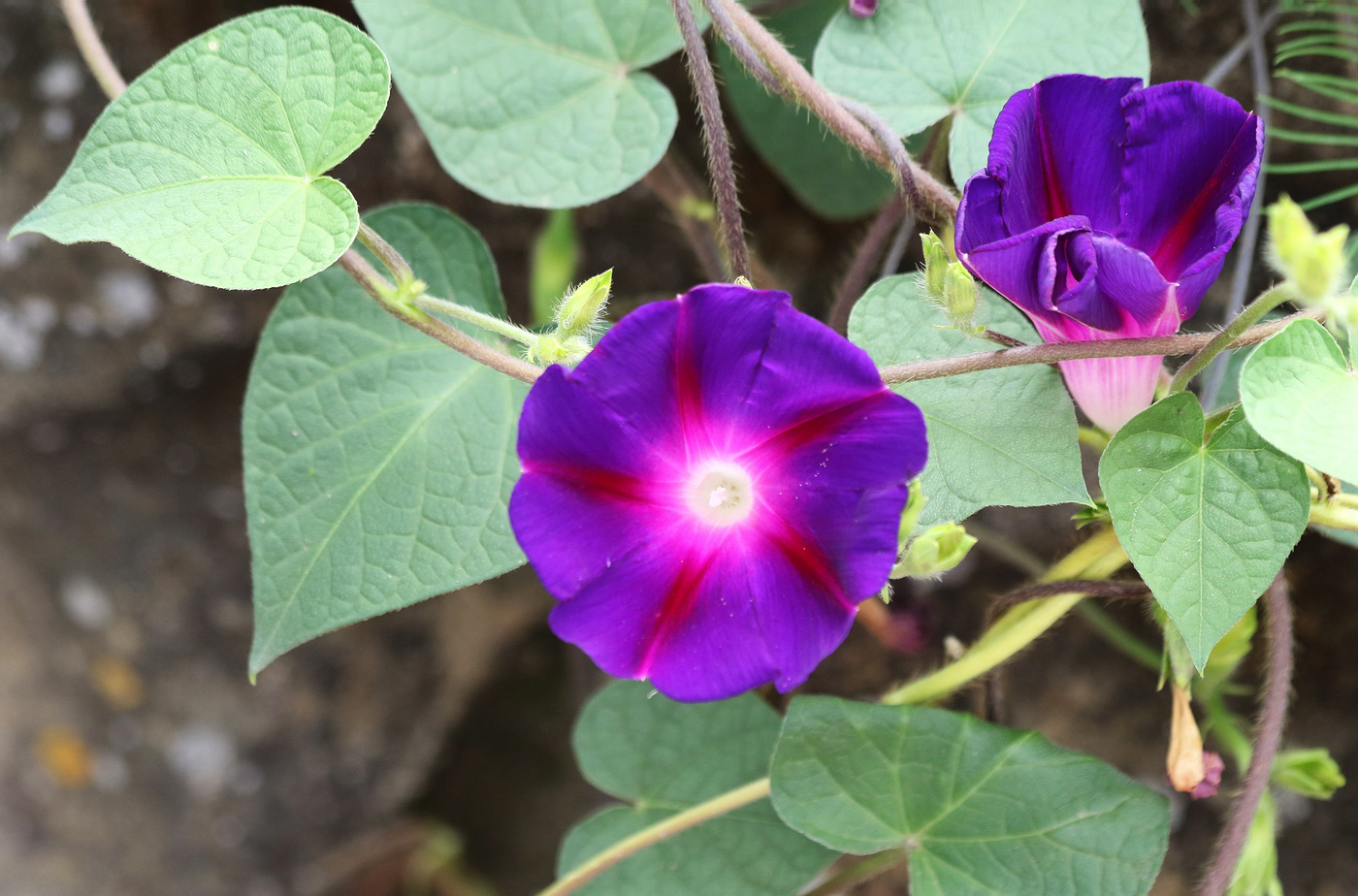 Image of Ipomoea purpurea specimen.