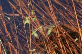 Lemna trisulca
