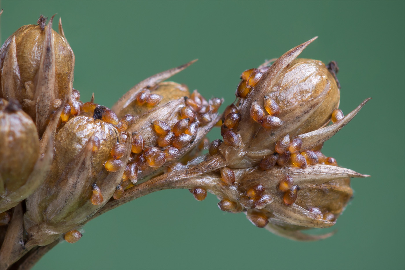 Изображение особи Juncus filiformis.