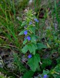 Ajuga genevensis
