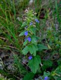 Ajuga genevensis. Верхушка цветущего растения. Воронежская обл., Лискинский р-н, музей-заповедник \"Дивногорье\", разнотравная степь. 01.06.2019.