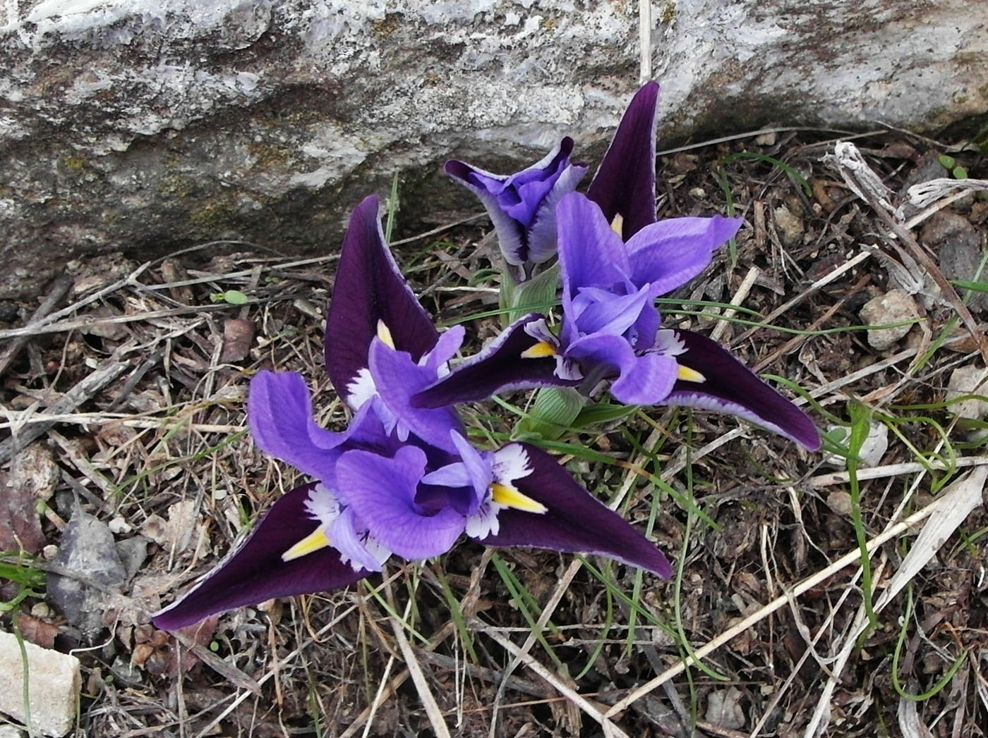 Изображение особи Iridodictyum kolpakowskianum.