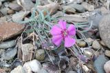 Dianthus repens