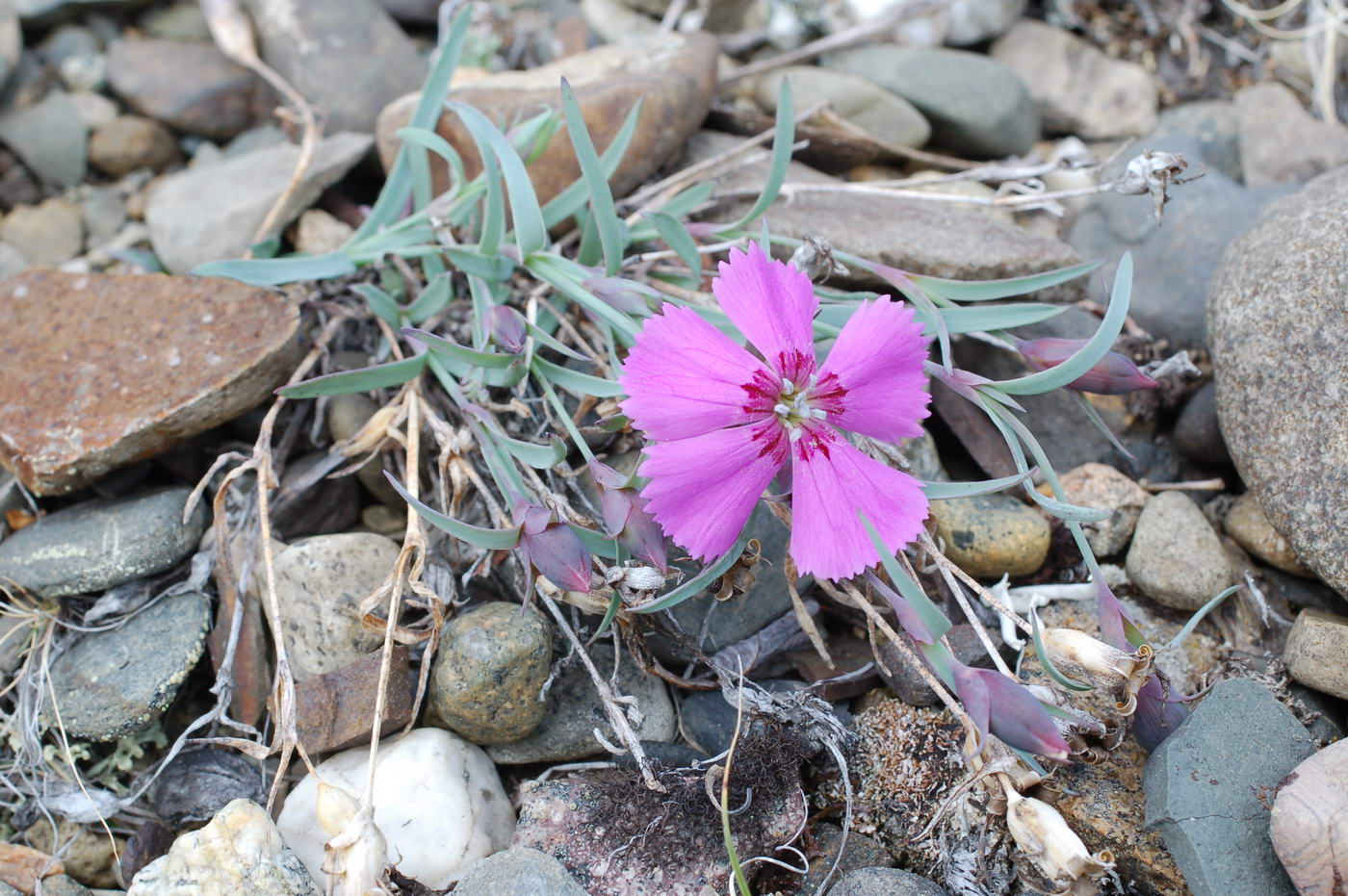 Image of Dianthus repens specimen.