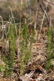Lycopodium annotinum. Растение с прошлогодними стробилами. Ленинградская обл., побережье в р-не пос. Большая Ижора, сухая песчаная гряда среди сырых понижений с берёзово-ольховым лесом. 28.03.2020.