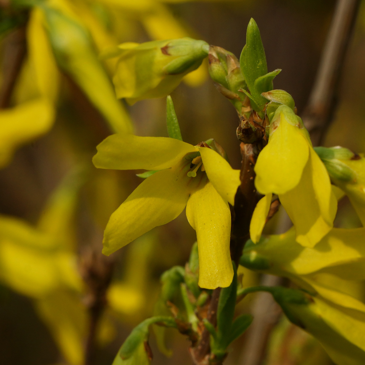 Изображение особи род Forsythia.