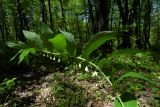 Polygonatum multiflorum