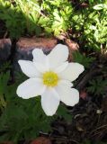 Anemone sylvestris