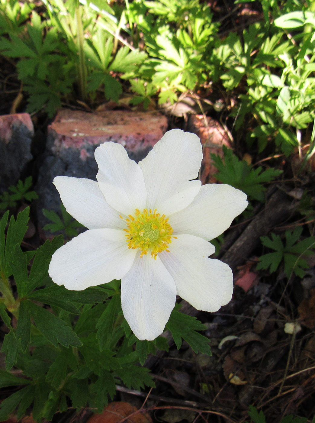 Изображение особи Anemone sylvestris.