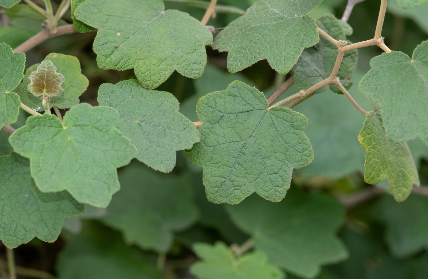 Изображение особи Jungia paniculata.