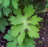 Geranium phaeum