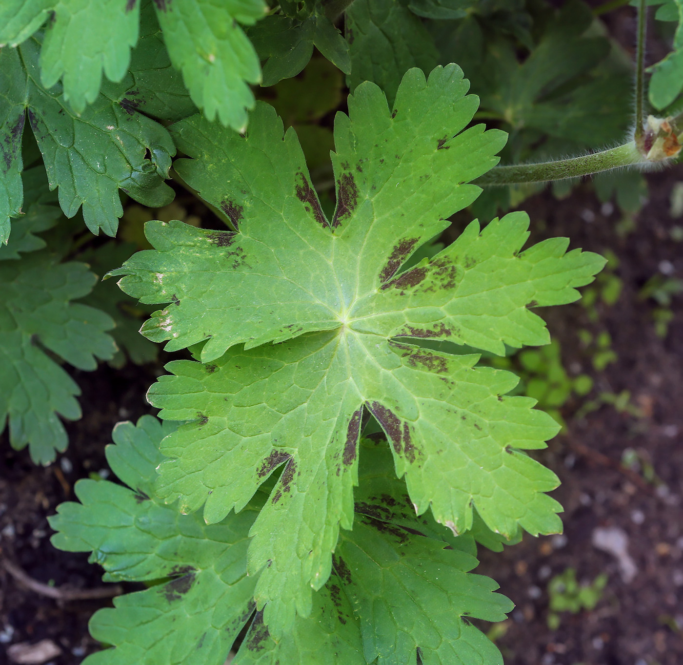 Изображение особи Geranium phaeum.