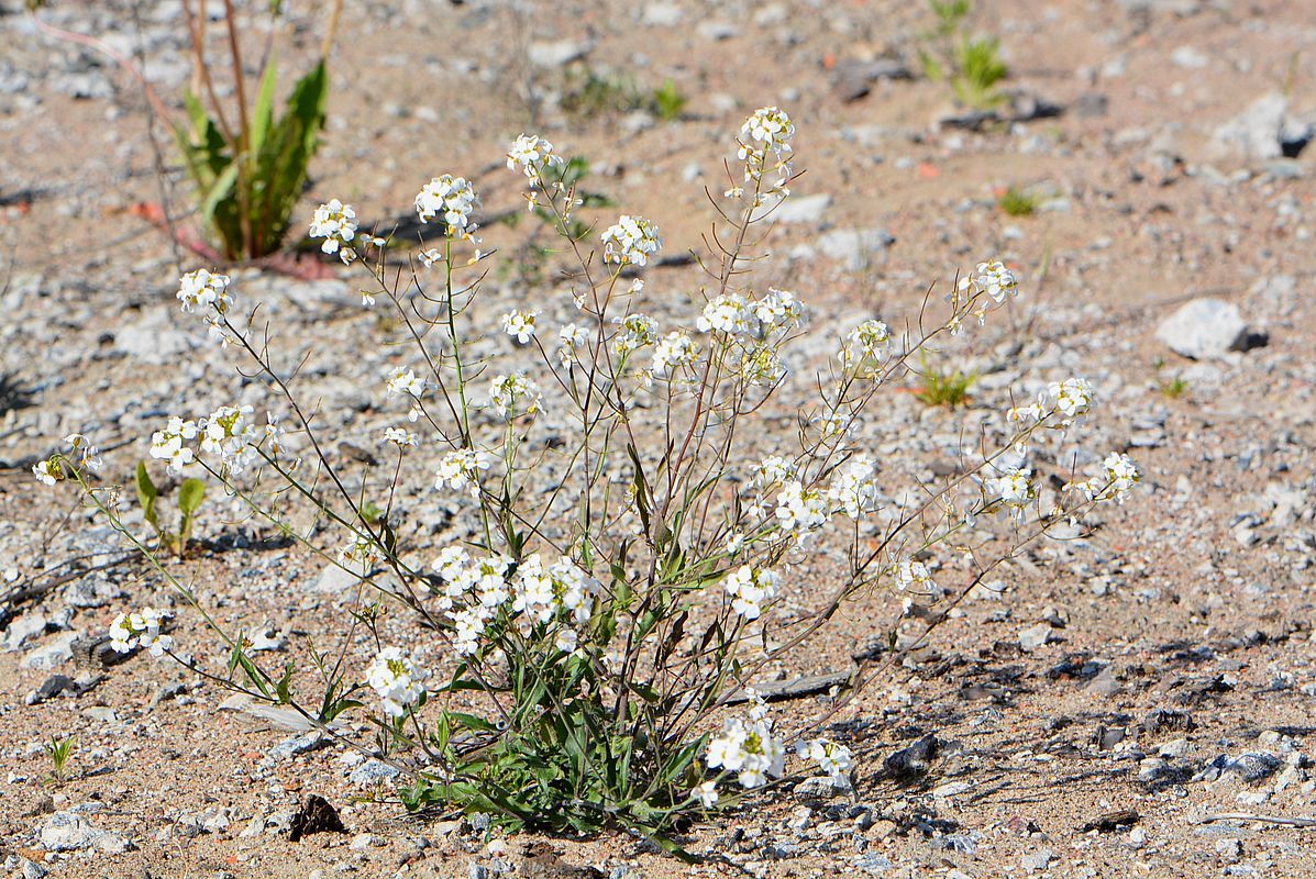Image of Arabidopsis arenosa specimen.