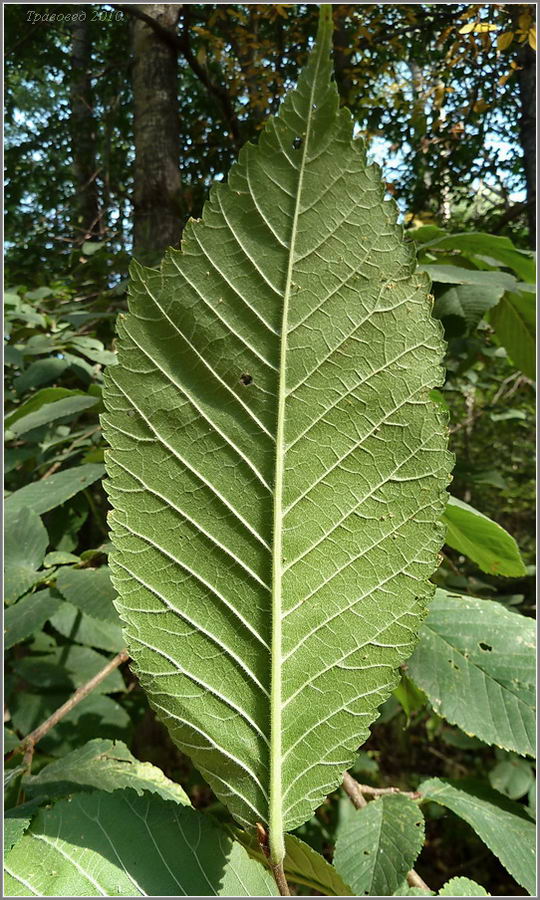 Изображение особи Ulmus glabra.