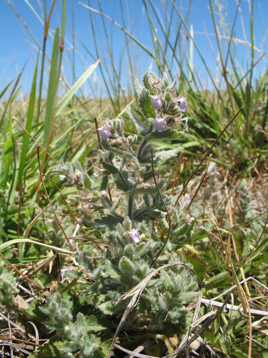 Image of Teucrium scordioides specimen.