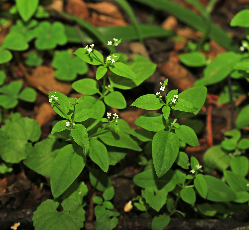 Изображение особи Galium paradoxum.