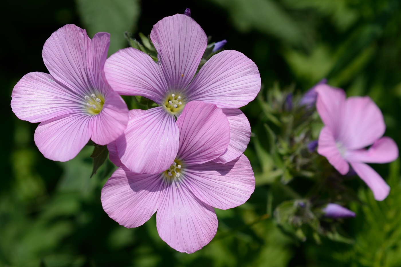 Image of Linum hypericifolium specimen.