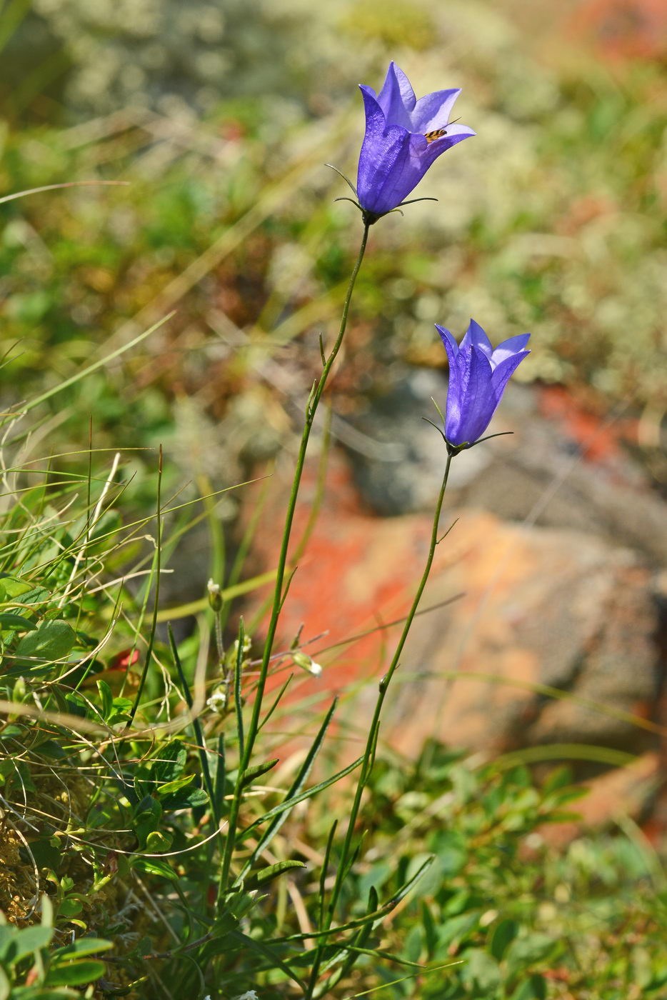 Image of Campanula rotundifolia specimen.