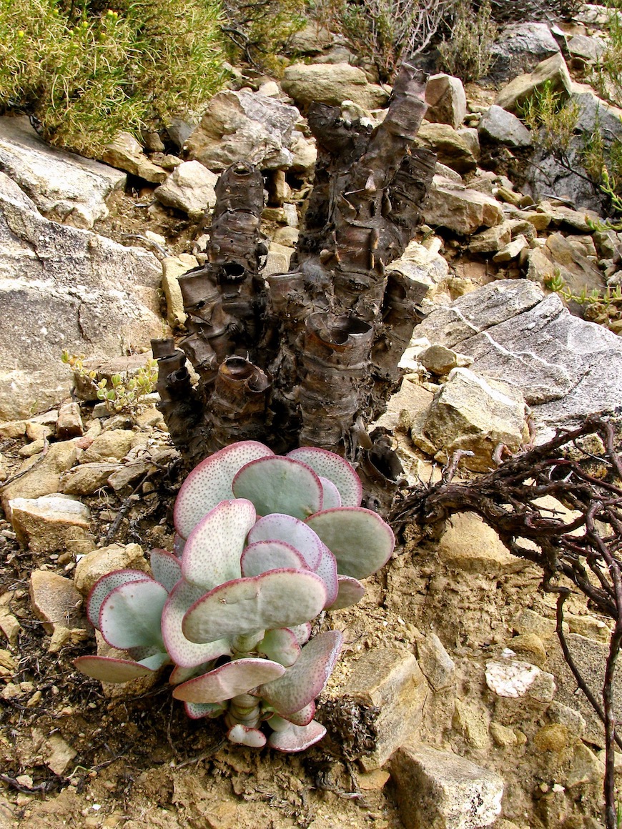 Image of Crassula arborescens specimen.