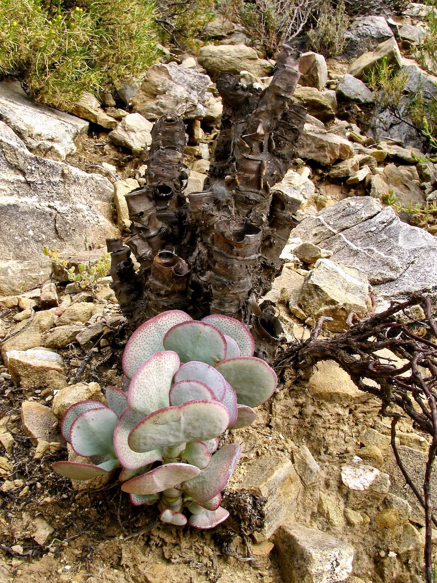 Image of Crassula arborescens specimen.