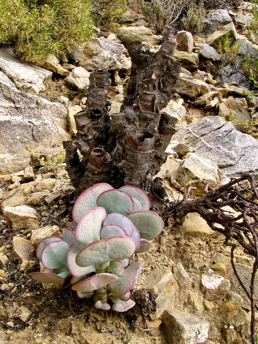 Изображение особи Crassula arborescens.